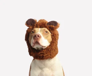 Bear Hoodie Pet Costume