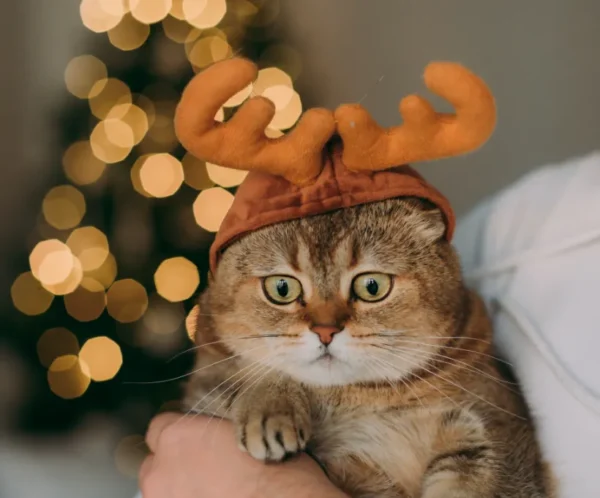Reindeer Cat Costume