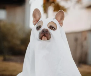 Cute Ghost Pet Costume
