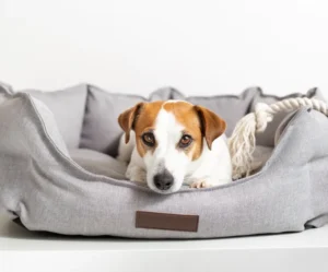 Luxury Lounge Pet Bed