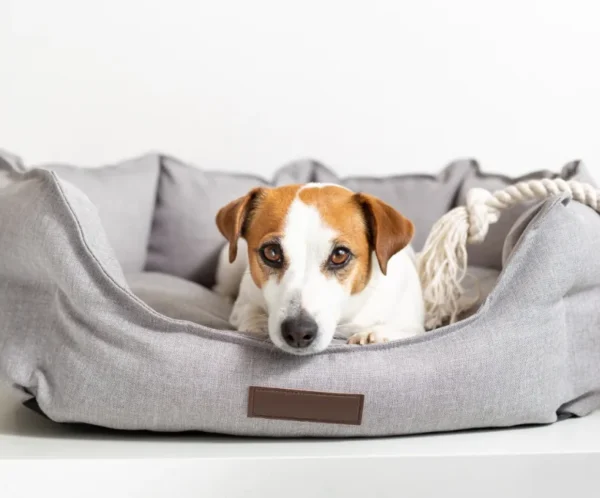 Luxury Lounge Pet Bed